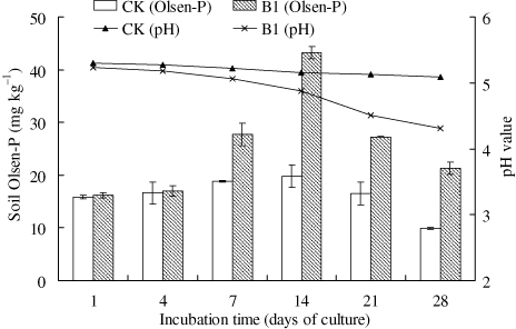 Figure 3. The effect of PSB B1 on soil Olsen-P and pH value in the soil incubation test.Note: CK – Sterile water added; B1 – PSB Isolate B1. The error bars are ± standard error. The tests were based on four replicates.