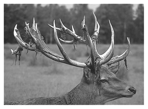Figure 15. Red deer stag at velvet shedding. The bare bone of the hard antlers is exposed. Reprinted from reference Citation731 with permission. A good cross-sectional image of a deer antler is available in reference Citation554.