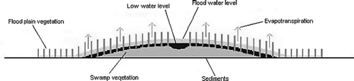 Fig. 3 Schematic cross-section of the Sudd swamps north of Bor showing the river channel on the inland delta sediment ridge and the lateral water level gradients caused by spill, evapotranspiration and flow resistance.