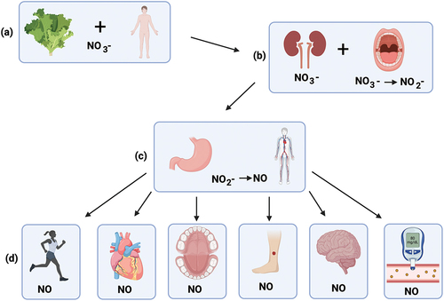 Figure 1. Schematic representation of the NO3−-NO2−-NO pathway (a) Nitrate-rich vegetables are consumed, NO3− enters the GI tract and is absorbed into the bloodstream (b) about 75% of NO3− is excreted in urine, whilst approximately 25% is concentrated by the salivary glands (facilitated by the transporter protein sialin) and is reduced to NO2− by bacteria inside the oral cavity (c) NO2− is then swallowed and reduced to NO in the stomach and/or other body tissues after entering the systemic circulation (d) NO induces health benefits, including improvements to exercise performance, cardiovascular health, oral health, wound healing, cognitive function and blood glucose levels (created with BioRender.com).
