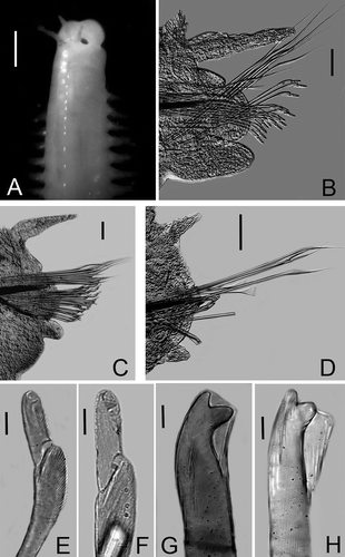 Figure 1. Lysidice adrianae n. sp. A, Anterior end, dorsal view. B, Chaetiger 3, frontal view. C, Chaetiger 22, frontal view. D, Chaetiger 112. E, Compound falcigers, chaetiger 3. F, Compound falcigers, chaetiger 200. G, Subacicular hook, chaetiger 30. H, Subacicular hook, chaetiger 112. Scale bars: A, 0.5 mm; B–D, 0.05 mm; E–H, 0.01 mm.