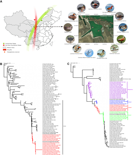 Fig. 1 The sampling location and phylogenetic analysis of HA and PB1 genes.a The sampling location in Ningxia, western China. The ratio of the number of isolated viruses to the number of samples is indicated in parentheses. b Phylogenetic tree of HA showing relationships of emergent influenza A(H5N6) viruses with clade 2.3.4.4 H5 avian influenza viruses and c phylogenetic tree of PB1 showing that 17 PB1 genes cluster into three groups named Group A (red), Group B (green), and Group C (blue), evolving from Mongolia-like LPAIVs