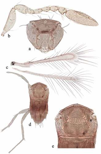 Figure 4. Alaptus iceryae Riley, female. (a) head frontal view; (b) antenna; (c) wings; (d) mesosoma with metasoma and legs; (e) mesosoma enlarged.