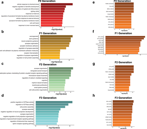 Figure 5. Ontological and transcription factor enrichment analyses of transgenerational DMRs identify genes involved in axon- and synapse-related processes and transcription factors. (a-d) Bar plots depict the top 10 ontological terms (y-axis) for enriched biological processes from transgenerational DMR-associated genes in the F0 generation (a), the F1 generation (b), the F2 generation (c), and the F3 generation (d). The x-axis displays the -log10 value of the adjusted P-value (FDR) for each ontological term. (E-H) Bar plots show the top 10 transcription factors (y-axis) with enriched motifs in the transgenerational DMR sequences for the F0 generation (e), the F1 generation (f), the F2 generation (g), and the F3 generation (h). The x-axis displays the -log10 value of the adjusted P-value (FDR) for each enriched transcription factor.