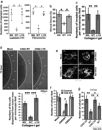 Figure 3. CD82–cholesterol interaction and tumour cell movement. (a) Transwell migration of Du145 transfectant cells was examined towards ECMs and 1% FBS. Numbers of the cells that migrated through the inserts were counted and presented as mean ± SEM (n = 3 individual experiments). *: p < 0.05. (b) Wound healing abilities of Du145 transfectant cells were assessed in scratch assay with the areas that the cells recovered at 24 h after the wounds were created (mean ± SD, n = 3 individual experiments, *: p < 0.05). (c) Invasion of Du145 transfectant cells through three-dimensional ECM towards 1% FBS. Numbers of the cells that invaded through the gels and inserts were counted and presented as mean ± SEM (n = 3 individual experiments). **: p < 0.01. (d) Invasion of Du145 transfectant cells, after dispatching from the cell masses, into three-dimensional ECMs or collagen-I gels. (e) Invasive outgrowth in 3D culture. Individual cells of Du145 transfectant were cultured in collagen-I gel for 2 days, and stained with membrane dye Dio C16 for fluorescence imaging. Scale bar: 10 µm. (f) and (g) Effects of TAK-475 on Transwell cell migration. Du145 (f) and LnCap (g) transfectant cells were treated with DMSO (0.1%) or TAK-475 (20 µM) in serum-free media for 48 h. The cells (10,000 per insert) were loaded to the inserts that were pre-coated with collagen-I (10 µg/ml) and allowed to migrate for 24 h. The numbers of the cells that migrated through the inserts were counted and presented as mean ± SEM (n = 3 individual experiments). *, p < 0.05 and **, p < 0.01.