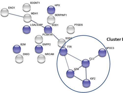 Figure 5. Pathway analysis of altered proteins in CSF from patients with CWP/FM compared to healthy controls [Citation75,Citation76,Citation89]. The protein-protein interaction (PPI) enrichment analysis (P-value = 1.17e-07) identified a group of proteins involved in transport (cluster I, blue: APOC3, CLU, TTR, A2M, and IGF2). The proteins in cluster I are extracellular proteins involved in signaling receptor binding.