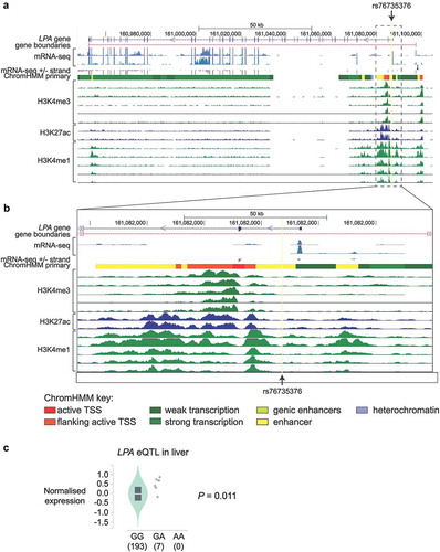 Figure 4. Functional analysis of rs76735376 and the LPA gene. (a and b) UCSC snapshot (hg19) [Citation31,Citation32] of the total LPA gene (a) and of the region surrounding rs76735376 (b). In each panel, the following tracks are shown: UCSC genes, gene boundaries deduced from clustering mRNAs, and spliced expressed sequence tags against the genome (the displayed annotation has a score of 1000, which means it is based on four or more alignments), mRNA-seq signal in adult liver from donor 177 REMC 27 and UCSD donor STL011, strand-specific mRNA-seq signal in liver from ENCODE biosample ENCBS082KWE (unique reads), primary states by ChromHMM, H3K4me3, H3K27ac, and H3K4me1 tracks from REMC/Broad and Roadmap [Citation29,Citation30]. The location of rs76735376 is highlighted. (c) EQTL data from GTEx for rs76735376 and LPA in liver. A violin plot of normalized expression levels of LPA in liver from individuals containing the rs76735376 GG, GA, and AA alleles is shown. The number of individuals in each genotype is indicated in brackets on the x-axis. The p-value shown was obtained using the GTEx eQTL calculator.