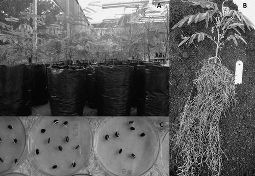 Figure 1 (A) Grown plants of Mimosa scabrella in the greenhouse; (B) detail of a grown plant with well-developed roots and (C) seedlings.