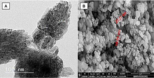 Figure 6 (A) TEM analysis of ZnONPs; (B) SEM analysis of ZnONPs.