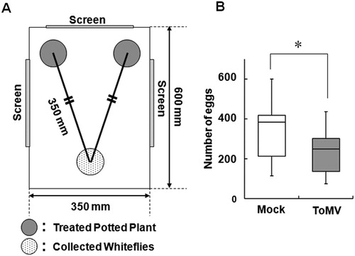 Figure 1. Choice test of whitefly on ToMV-inoculated and mock-treated healthy plants. A, Experimental system of choice test. Each potted plant was placed at the two corners of the acrylic box (gray circles). Whiteflies set at equidistant from the two plants (dotted circle). B, Preference of whiteflies for ToMV-inoculated (gray box) and mock-treated plants (white box). Box plot explanation: upper horizontal line of box, 75th percentile; lower horizontal line of box, 25th percentile; horizontal bar within box, median; upper and lower lines outside the boxes, minimum and maximum values (error bars). Experiments were repeated independently (n = 12). Asterisk indicates that the data compared were significantly different (P < 0.05, Wilcoxon signed-rank test).