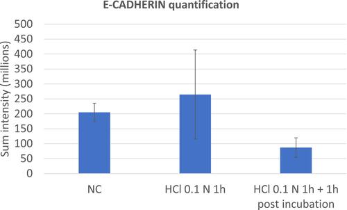Figure 10 E-cadherin quantification performed on triplicate series of HO2E/12 tissues treated with saline solution (NC) or exposed to HCl 0.1N (pH 1.2) for 1h without (series HCl 0.1N 1h) or with 1h post incubation period (series HCl 0.1N 1h + 1h post incubation). The signal of E-Cadherin was quantified using Tilescan technology which allows evaluation of the protein expression on the entire tissue section. Because of the high SD the differences observed are not statistically significant compared to NC.