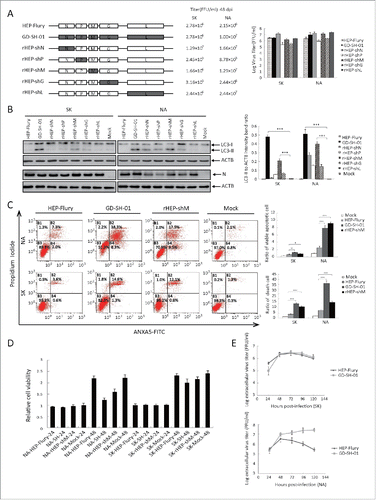 Figure 8. M of GD-SH-01 is the main gene promoting RABV-induced autophagy and is associated with apoptosis. (A) Virus genomic structure and titers 48 hpi. White and black boxes represent open reading frames derived from HEP-Flury and GD-SH-01 strains, respectively. rHEP-shN, rHEP-shP, rHEP-shM, rHEP-shG, and rHEP-shL were rescued using reverse genetics technique. (B) M protein of GD-SH-01 promotes the conversion of from LC3-I to LC3-II. Expression levels of LC3, N and ACTB in SK and NA cells inoculated with HEP-Flury, GD-SH-01, rHEP-shN, rHEP-shP, rHEP-shM, rHEP-shG, and rHEP-shL 48 hpi. Mean ± SD of 3 independent experiments. Two-way ANOVA: ***, P < 0.001. (C) M protein of GD-SH-01 increases the apoptosis rate. ANXA5-FITC and PtdIns staining of cells infected with HEP-Flury, GD-SH-01 and rHEP-shM as well as mock controls to detect cells in early apoptosis and dead cells. Mean ± SD of 3 independent experiments. Two-way ANOVA: **, P < 0.01; ***, P < 0.001; #, P > 0.05. (D) Poor cell viability caused by M protein of GD-SH-01. Cell viability of SK and NA cells after infection with HEP-Flury, GD-SH-01, rHEP-shM and mock controls 24 and 48 hpi, normalized to cell viability of NA-Mock-24. Mean ± SD of 3 independent experiments. (Grouping of images of western blotting from different parts of the same gel.)