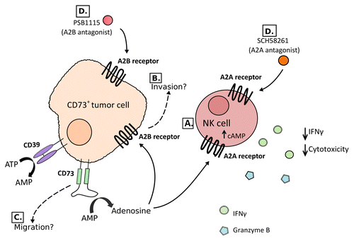 Figure 1. The expression of CD73 by malignant cells enhances metastasis through the activation of A2A and A2B adenosine receptors. (A) The expression of CD73 on malignant cells converts AMP into adenosine, which activates A2A receptors on natural killer (NK) cells. This inhibits the cytotoxic functions of NK cells as well as their ability to produce pro-inflammatory cytokines including interferon γ (IFNγ). (B) The activation of A2B receptors also stimulates metastatic dissemination through an alternative, hitherto unclear, pathway. This may potentially coincide with the activation of A2B receptors on tumor cells. (C) CD73 may also promote metastasis in an adenosine-independent manner. (D) The blockade of A2A or A2B receptors with the A2A antagonist SCH58261 or the A2B antagonist PSB-1115, respectively, significantly reduces the metastatic dissemination of CD73+ tumors.