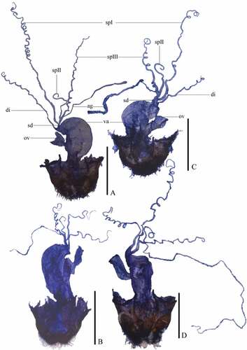 Figure 8. Internal organ of female reproductive system, lateral view. A. Lycocerus purpurascens (Pic, Citation1911) (IZAS, IOZ(E)1435454); B. L.semiextensus (Wittmer, Citation1995) (IZAS, IOZ(E)1435846); C. L.varipubens (Wittmer, Citation1978) (IZAS, IOZ(E)1390816); D. L. zayuensis sp. nov. (IZAS, IOZ(E)1436781). Scale bars: 1.0 mm.