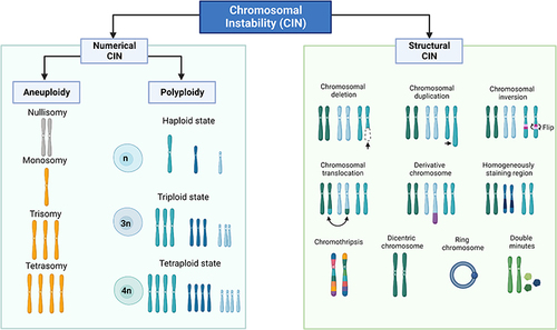 Figure 1 Types of Chromosomal Instability (CIN). The CIN is classified into Numerical CIN and Structural CIN. Numerical CIN, corresponds to the gain or loss of whole chromosomes (aneuploidy, and polyploidy), while structural CIN refers to the gain or loss of chromosome segments.