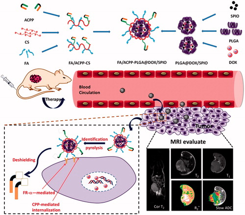 Scheme 1. Schematic illustration of the rational design of F/A-PLGA@DOX/SPIO nanoparticles for tumor magnetic resonance imaging and curative effect detection in vivo.