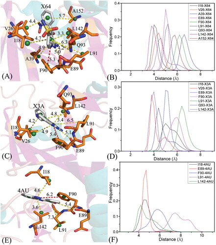 Figure 9. Hydrophobic interactions and frequency distribution of distance involved in interactions of inhibitors with key residues: (A) the X64-CDK2 complex; (B) RDF of X64-CDK2; (C) the X3A-CDK2 complex; (D) RDF of X3A-CDK2; (E) the 4AU-CDK2 complex; (F) RDF of 4AU-CDK2. The frequency of distances between atoms involving significant interactions was calculated by using the integrated MSMD trajectories of the last 900 ns. The yellow dash lines describe the CH–π interactions and the red dash ones indicate the π–π interactions.