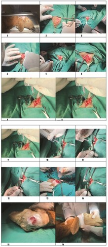 Figure 1. Pictures of the stages of the operation procedure.