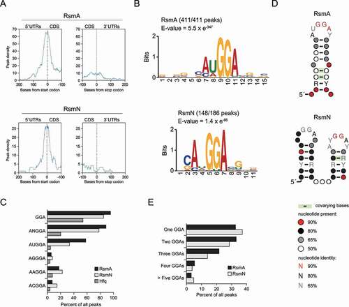 Figure 2. Consensus motif for P. aeruginosa RsmA/N bindings. (A) Meta-gene analysis for RsmA/N bindings along mRNAs with start and stop codons as the reference points. (B) MEME sequence motif analysis for all RsmA (411) and RsmN (186) peaks. The numbers indicate the peaks containing predicted sequence motifs. (C) Percentage of peaks with indicated sequences. (D) CMfinder structural motif analysis of all RsmA (411) and RsmN (186) peak sequences extended with 10 nt upstream and downstream. Top-ranked structural motifs are shown. (E) Percentage of peaks with the indicated number of GGA sequence per peak sequence extended with 10 nt upstream and downstream