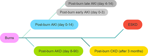 Figure 3 Different stages of post-burn kidney injury.