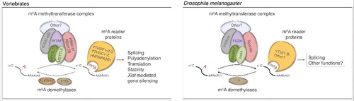 Figure 1. m6A mRNA pathway in vertebrates and Drosophila melanogaster. The m6A methyltransferase complex is composed of five factors. In Drosophila, the methyltransferase complex controls neural development and sex determination via its nuclear reader YT521-B. The precise functions or roles of Virilizer and its vertebrate homolog KIAA1429 remain to be identified. No demethlyase has been found so far in Drosophila.