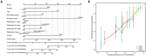 Figure 8 A nomogram and calibration curves for prediction of overall survival rates of patients with gastric cancer. (A) A nomogram for prediction of 1-, 3-, and 5-year overall survival rates of patients with gastric cancer. (B) Calibration curves of the nomogram prediction of 1-, 3-, and 5-year overall survival rates of patients with gastric cancer.