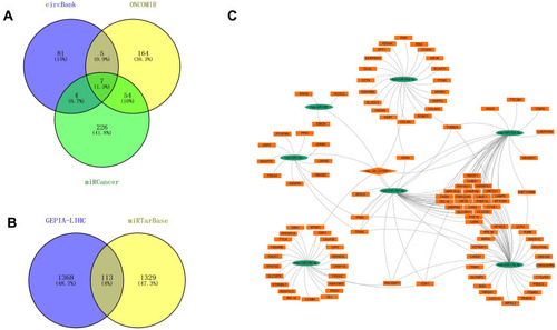 Figure 4 (A) Venn diagram of downregulated DEmiRNAs of circ-0130911. (B) Venn diagram of upregulated target genes of circ-0130911. (C) A circRNA-miRNA-mRNA regulatory network. The network comprises one circRNAs, 7 miRNAs, and 113 genes. CircRNAs, miRNAs, and mRNAs are respectively represented by diamond ovals and rectangles.