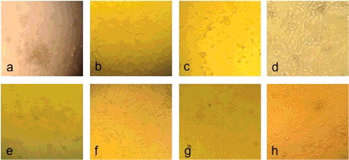 Figure 3. Microscopic pictures of 3T3 cell culture following exposure of the Ortho MTA (a), Retro MTA (b), BioAggregate (c), Biodentine (d), MTA Plus (e), MTA Angelus (f), MTA Cerkamed (g) and control group (h).