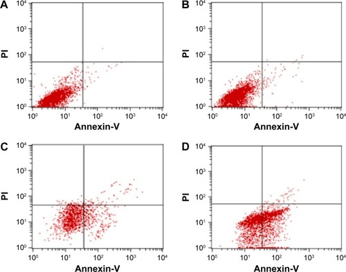 Figure 5 Apoptosis and necrosis of SMMC-7721 cells analyzed by flow cytometry after different treatments.Notes: (A) The blank control group. The AR and NR was, respectively, 1.04% and 0.07%. (B) The gene transfection-alone group. The AR and NR was, respectively, 1.53% and 0.11%. (C) The thermotherapy-alone group. The AR and NR was, respectively, 14.49% and 9.62%. (D) Gene therapy combined with heating therapy group. The AR and NR was, respectively, 49.00% and 7.21%.Abbreviations: AR, apoptotic rate; NR, necrotic rate; PI, propidium iodide.