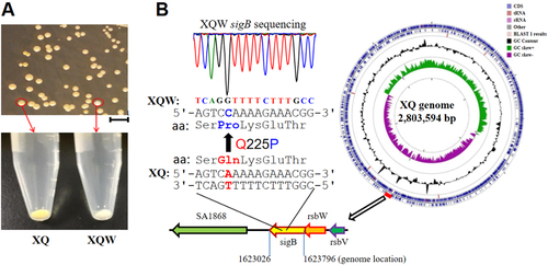 Fig. 1 Nonpigmented phenotypes of S. aureus XQW and the SigB(Q225P) mutation.a XQ strain was cultured with LB medium, and the white colonies were observed on an LB plate. The nonpigmented phenotype was stable in the common TSB medium and was termed XQW strain as indicated. b Genome comparison revealed the SigB(Q225P) mutation in XQW. XQ contained the wild-type sigB gene, located approximately at 7 o’clock of its circular genome, whereas XQW contained a missense mutation in sigB(A674C), corresponding to a Q225P substitution in SigB factor, which was further confirmed by PCR amplification and DNA sequencing