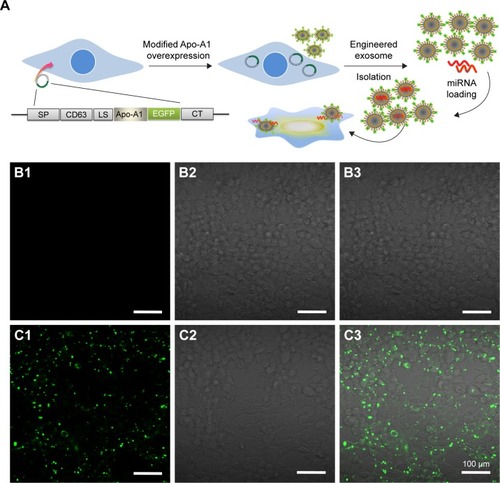 Figure 1 Schematic representation showing the design, construction, and transfection of pEGFP-CD63-Apo-A1 in HEK293T cells.Notes: (A) Schematic representations of the engineered Apo-A1 expression vector. (B1–B3) Micrographs of fluorescent, bright field, and merged images of untransfected HEK293T cells. (C1–C3) Micrographs of GFP-fluorescence, bright field, and merged images of pEGFP-CD63-Apo-A1-transfected HEK293T cells.Abbreviation: GFP, green fluorescent protein.