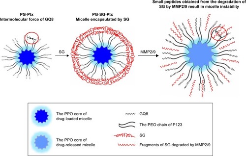 Figure 3 PG-SG-Ptx micelle formation and drug-release mechanism.Abbreviations: Ptx, paclitaxel; GQ8, GPLGIAGQ-NH2 peptide; PG, P123 modified with GQ8; SG, succinylated gelatin; PPO, polyoxypropylene; PEO, polyoxyethylene; PG-Ptx, PG micelles loaded with Ptx.