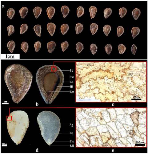 Figure 1. Morphological description of F. taipaiensis seeds. The figure c and e were obtained by optical microscope (200× magnification) (a) Seeds in different forms. (b) Seeds in dry (left) and wet (right) states. (c) The testa of the seed under the microscope. (d) Endosperm (without seed coat) in dry (left) and wet (right) state. (e) The endotesta under the microscope [Sw: seed wing. Sc: seed coat. En: endosperm. Em: embryo. Mi: micropyle. Sg: starch granule. Hi: Hilum.].