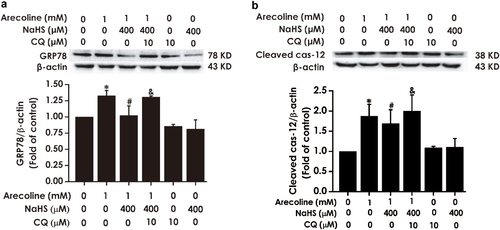 Figure 7. Effect of CQ on the inhibitory role of H2S in arecoline-induced ER stress in PC12 cells. PC12 cells were preincubated with CQ (10 μM) for 30 min before treatment with NaHS (400 μM) for 30 min prior to 24 h exposure of arecoline (1 mM). The expressions of GRP78 (a) and Cleaved caspase-12 (b) proteins were measured by Western blot. Western blot images exhibit representative results from three independent experiments. In all blots, β-actin was used as a loading control. Values are expressed as the mean ± S.E.M., *P < 0.05, versus control group; #P < 0.05, versus arecoline-treated alone group; $P < 0.05, versus co-treated with NaHS and arecoline group.