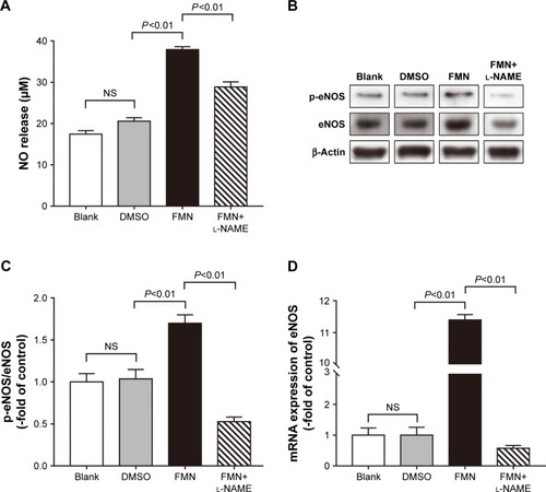 Figure 4 Effect of FMN on NO and eNOS production. RAOECs were incubated with medium, DMSO (5 μM) or FMN (30 μM) in the absence or presence of l-NAME (50 μM). Notes: NO release (A) is presented. Data are shown as mean ± SEM, n=6. Western blots of p-eNOS and eNOS (B), and their relative quantitation in RAOECs (C) and the eNOS mRNA levels in each group (D) are presented. Data are shown as mean ± SEM, n=5.