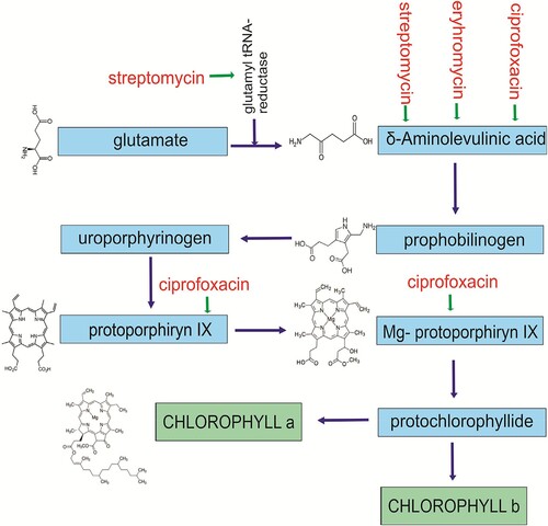 Figure 1. The chlorophyll biosynthesis stages and sites of antibiotics action: 1 –streptomycin, 2 – erythromycin and 3 – ciprofloxacin.