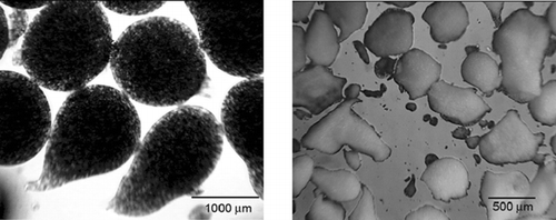 FIG. 3 Photomicrograph of formulations F12 before (left) and after drying (right).