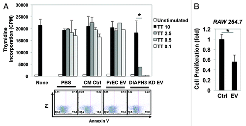 Figure 4. EV obtained from DU145-DIAPH3 KD cells reduces the proliferation of RAW264.7 (mouse macrophage) and PBMC (human peripheral blood mononuclear) immune cells. (A) Proliferation of PBMC treated with EV from DIAPH3 KD (PBS, CM, or PrEC EV as controls) was measured by 3H-thymidine incorporation (upper graph). Cell apoptosis was measured by flow cytometry analysis after cell staining with propidium iodide (PI) and Annexin V (bottom panels). (B) Proliferation of RAW264.7 cells treated with EV from DU145-DIAPH3 KD (or Ctrl) was measured by crystal violet staining.