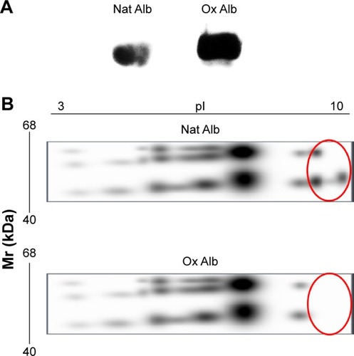 Figure 1 Confirmation of the albumin oxidation.