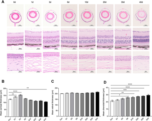 Figure 4 The morphological changes of ocular tissue at D0 (Con), D1, D3, D6, D10, D20, D30 and D40 post high-altitude adaptation. (A) Representative H&E staining picture of ocular tissues (cornea, retina, and choroid). (B) The mean thickness of cornea. (C) The mean thickness of retina. (D) The mean thickness of choroid. Scale bar = 1000/50/25 μm; Values are presented as mean ±SD, N=6. *P<0.05, **P<0.01, ***P<0.001, ****P<0.0001: D1 group, D3 group, D6 group, D10 group, D20 group, D30 group, and D40 group vs Control (D0) group.
