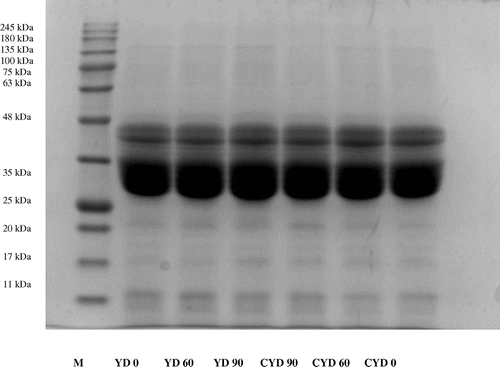 Figure 2. SDS-PAGE analysis of gliadin polypeptides from dough treated samples incubated for 0, 60 and 90 min at 37°C.