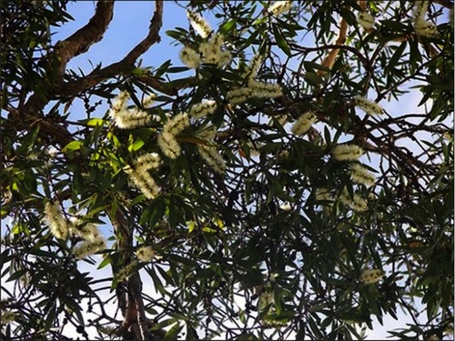 Figure 1 Melaleuca quinquenervia.