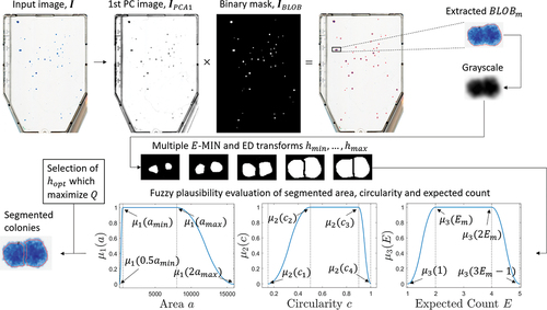 Figure 4. Schematic watershed processing pipeline for a single iterated BLOB, BLOBm. The BLOB is extracted by the multiplication between the first PC image conversion of the input image, IPCA1, and the generated BLOB mask, IBLOB. Having the intensity representation of the conglomeration extracted, several E−MIN operators and ED transforms are applied, where each transformation yields segmented colonies. The validity of each segmentation outcome is subsequently graded using fuzzy pi-shaped MF μju;e1(j),e2(j),e3(j),e4(j) for a fuzzy set j representing colony area, circularity and expected count.