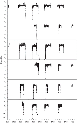 FIGURE 4. Movement patterns of six acoustically tagged Atlantic Sturgeon in the Penobscot estuary and bay. The same basic pattern was characteristic of 21 of the 30 acoustically tagged sturgeon analyzed: fish moved quickly through the bay and into the estuary in one immigration movement in the spring, remained in the estuary (primarily between rkm 20 and 30) until fall, and then emigrated from the estuary and bay in one quick movement.