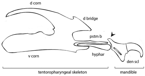Figure 6. Schematic representation of the cephalopharyngeal skeleton of P. alceae III instar larva. Mandible is composed of dental sclerite (den scl) and its basal part shows a robust process postero-dorsally oriented (black arrow). The hypopharyngeal sclerite (hyphar) links the mandible to the tentoropharyngeal skeleton composed of parastomal bar (pstm b), dorsal bridge (d bridge), dorsal corn (d corn) and ventral corn (v corn)