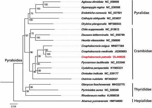 Figure 1. Phylogenetic tree showing the relationship between Cnaphalocrocis patnalis and 17 other species based on maximum likelihood method. GenBank accession numbers of each species were listed in the tree. Numbers on branches are bootstrap values. Ahamus yunnanensis was used as an outgroup.