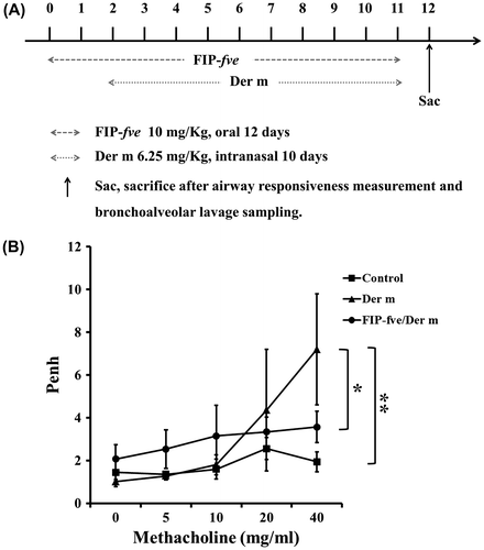Fig. 2. Experiment for intranasal application of Der M and oral application of FIP-fve.