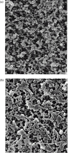 Figure 2. SEM of the adsorbent: (a) surface structures, (b) cross-section structures.