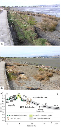 Figure 6. Site photographs and schematic profile representing change at the Estuary Road site. A, June 2011 view looking east across the site, note boardwalk to left and rock bund to seaward edge of the site. Z0 level shown by dashed line. This site had only a narrow band of Sarcocornia, S, and Z1 was not included. B, Same view as in A in March 2014, showing degradation of site and landward extent of bare ground. Sarcocornia, S, expanded up the berm at Z0, but was eroded by wave action from the seaward side of the site and not able to re-establish. C, Schematic profile of the western transect (ERW) at Estuary Road to show the relative migration of Sarcocornia and expansion of bare ground on seaward side.