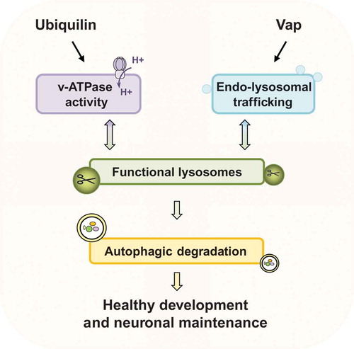 Figure 1. Regulation of lysosomal activity is critical for proper autophagic flux. Ubiquilins regulate lysosomal acidification through v-ATPase activity. Vaps regulate endo-lysosomal trafficking.